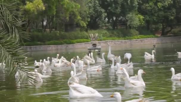 Groupe Canards Dans Lac — Video