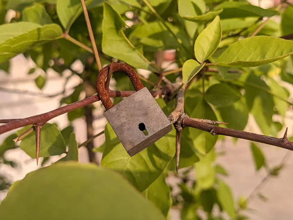 stock image Close up of lock hanging on a branch of Aigle Marmelos tree