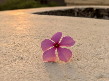 Madagaskar 'ın Kapanışı Periwinkle Gün batımının arkasında
