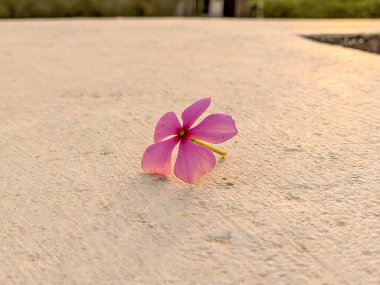 Madagaskar 'ın Kapanışı Periwinkle Gün batımının arkasında