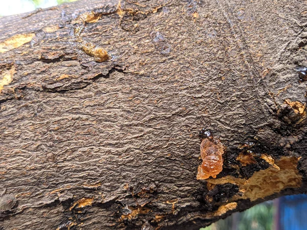 A close-up of a tree that releases sap from it