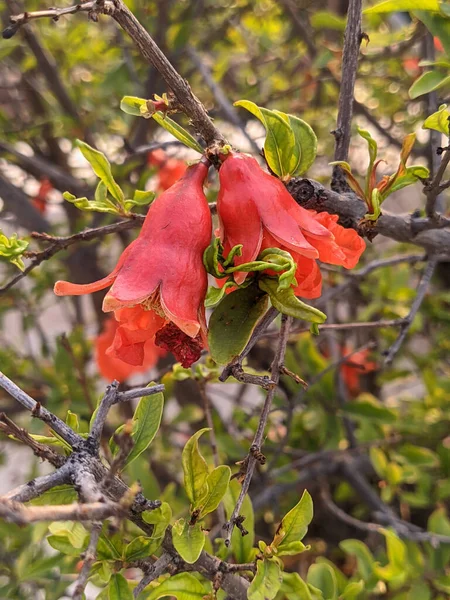 Close up shot of pomegranate flower
