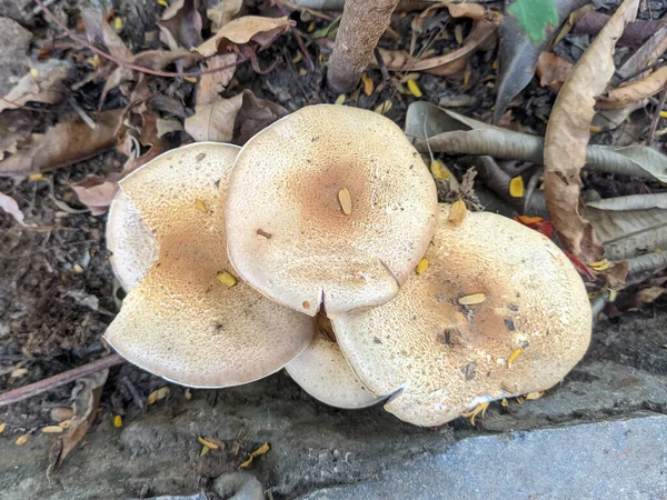 Bir Agaricus plakomisyonuna yakın çekim. agaricus placomyces, Agaricus cinsinin zehirli bazidiyomicete mantarıdır..