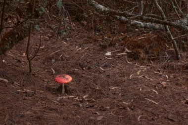Kolombiya 'nın soğuk ormanlarında büyüyen mantar.