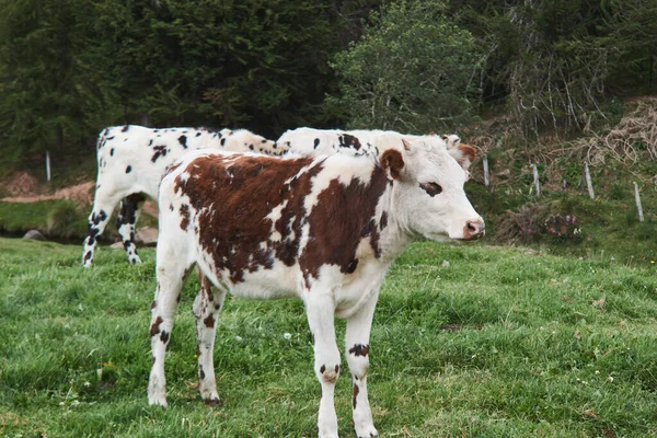 牧草地で一日を過ごす牛 — ストック写真