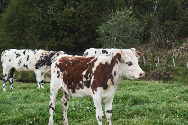 Vaches Passant Journée Dans Prairie — Photo