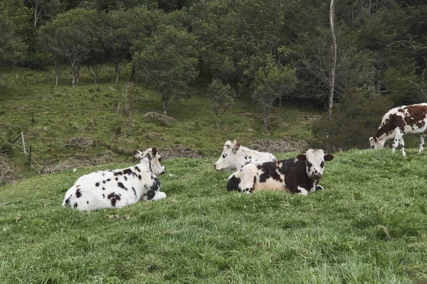 Vacas Pasando Día Prado —  Fotos de Stock