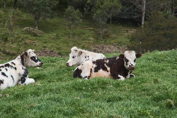 Krávy Tráví Den Louce — Stock fotografie