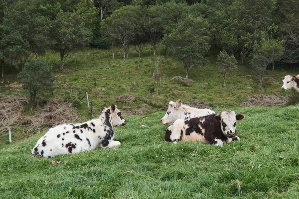 Корови Проводять День Лузі — стокове фото