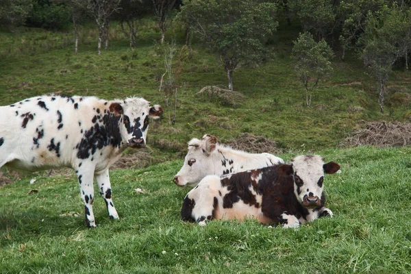 Коровы Проводят День Лугу — стоковое фото