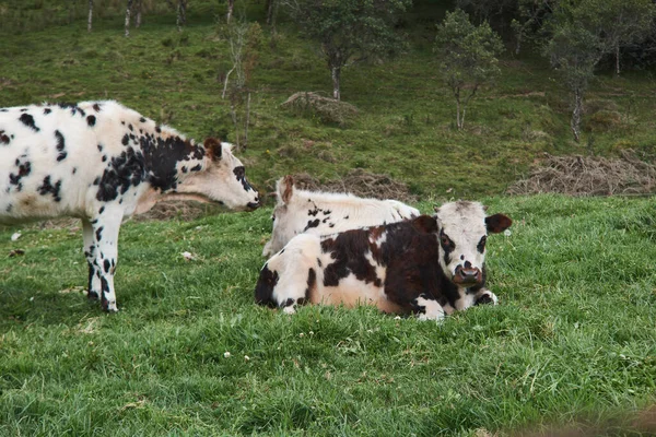 Krávy Tráví Den Louce — Stock fotografie