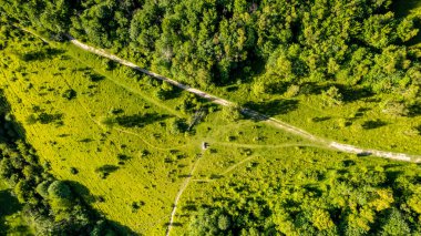 Yeşil orman ve ağaçların havadan görünüşü.