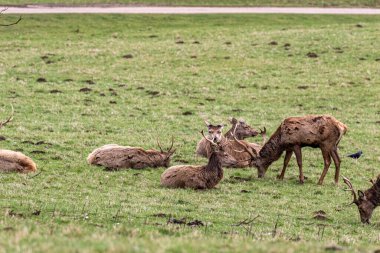 Ormandaki kırmızı geyik