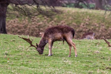 Kırmızı geyik, Cervus elus us us