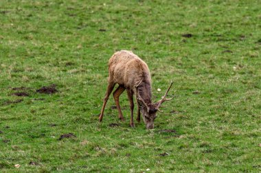 Ormandaki kırmızı geyik