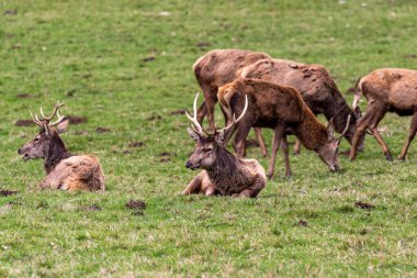 Ormandaki kırmızı geyik