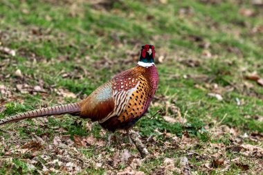 kırmızı sülün (pephaanus colchicus) erkek başı
