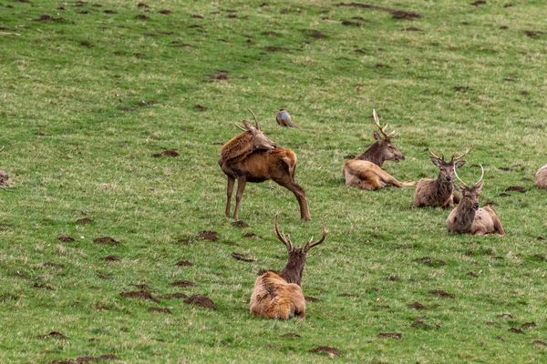 Red Deer Wild Animals Nature Fauna — Stock Photo, Image