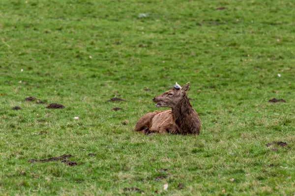 Owce Pasące Się Trawie Górach — Zdjęcie stockowe