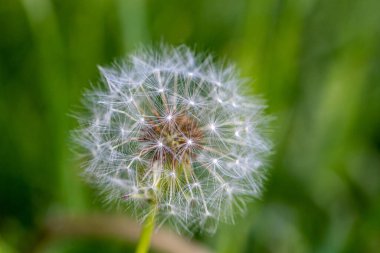 Yeşil tarlada karahindiba. Yaklaş..