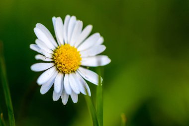 güzel papatya çiçekleri yeşil çayır