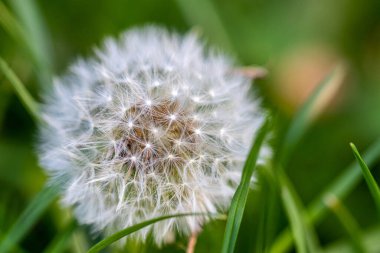 diente de león blanco en hierba verde.