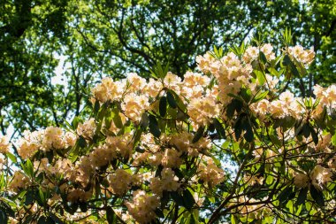 elma ağacının beyaz çiçekleri