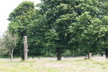 ormanda ağaçlar ve çim