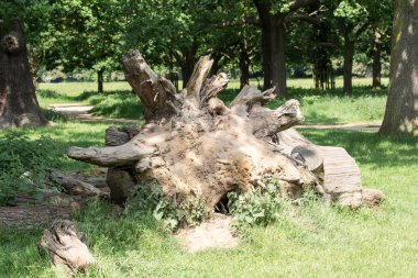Londra 'da bir parkta yaşlı bir ağaç