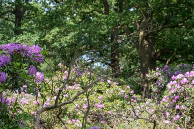 Çiçek açan çiçekler, güzel bahar yatay