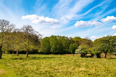 Ağaçlı ve otlu yeşil çayır
