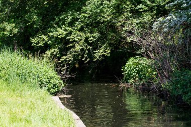 küçük gölet bir parkta