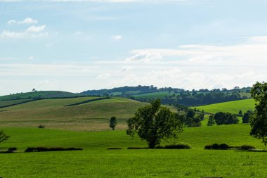 Yazın mavi gökyüzü ile yeşil çayır