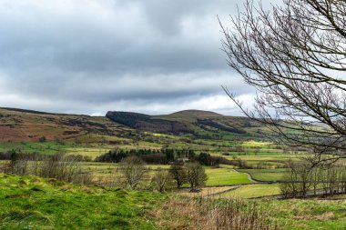 Ağacı olan güzel bir manzara