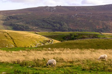 Koyunlar yeşil çimlerde otluyor.