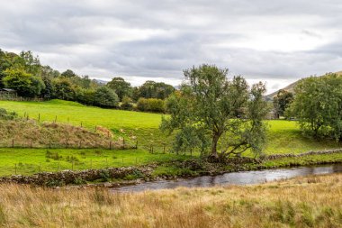 Ormanda eski bir taş duvar manzarası
