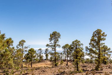 Tenerife, kanarya adaları, İspanya. Yanardağ manzarası.