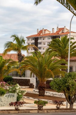 İspanyol köyünde palmiye ağaçları.