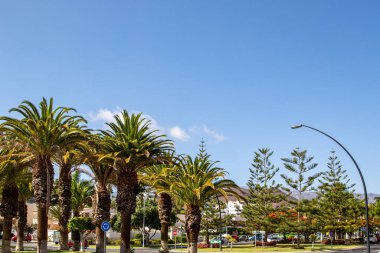 Malaga şehrinin parkındaki palmiye ağaçları, İspanya