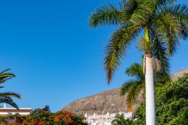 Puerto de la Cruz İspanya 'nın Tenerife adasında.