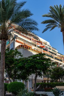 Malaga, İspanya 'da palmiye ağaçları