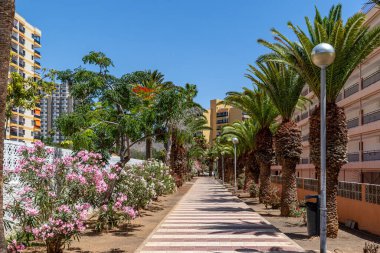 Tenerife sahilinde palmiye ağaçları, adalar.