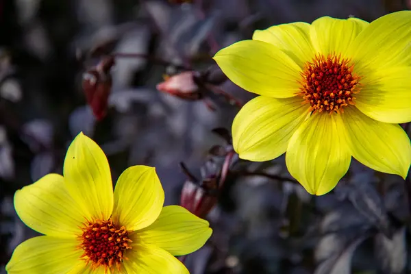 Sarı Kozmos Çiçekleri Kapatın — Stok fotoğraf