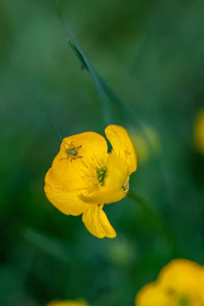 Kapat Sarı Çiçekleri — Stok fotoğraf