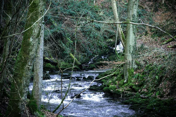 Eine Vertikale Aufnahme Eines Flusses Der Durch Den Wald Fließt — Stockfoto
