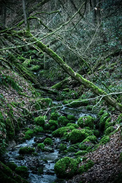 Ormanda Güzel Bir Şelale — Stok fotoğraf