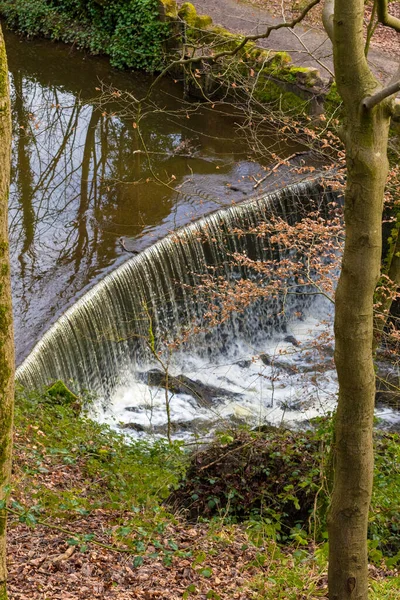 Une Belle Vue Rivière Dans Forêt — Photo