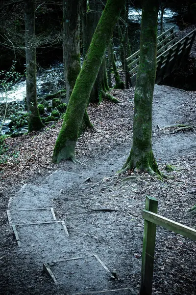 Ein Holzweg Mit Einem Baum Mitten Wald — Stockfoto