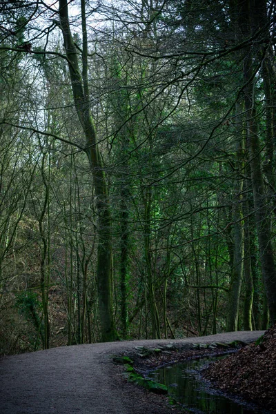 Sentier Travers Forêt Sombre Avec Des Arbres Premier Plan — Photo