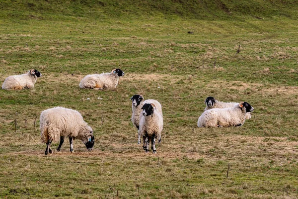 Moutons Sur Herbe Verte — Photo